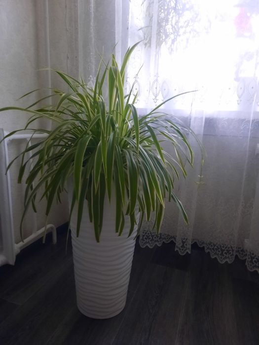 Продам цветок "Хлорофитум"
