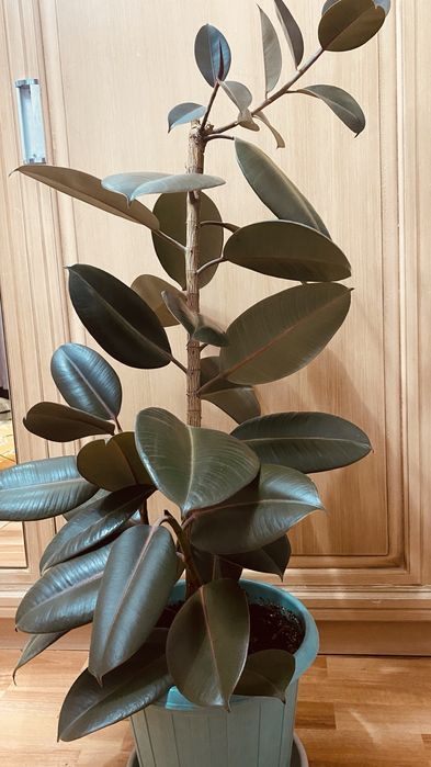 Продам домашнее растение фикус