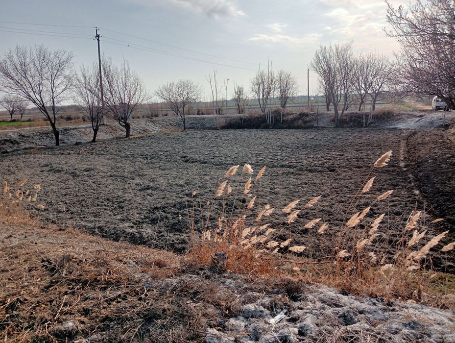 25 sotix Shofirkon Sug'utda