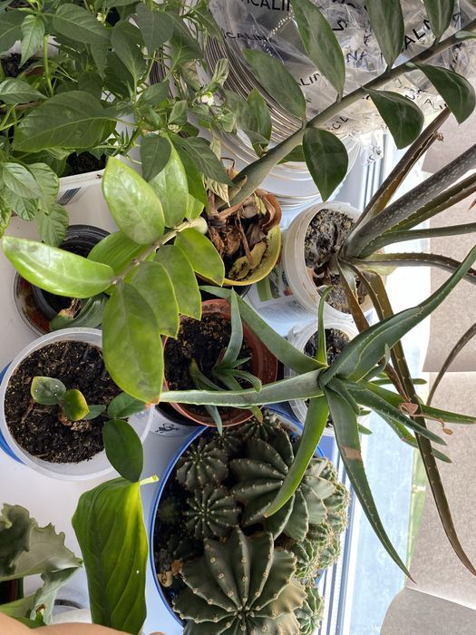 Продам комнатные растения