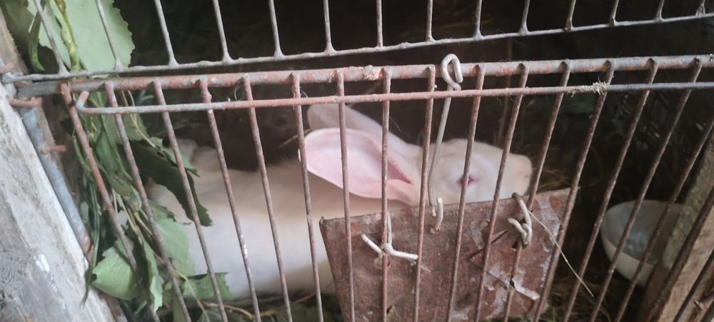 Продам кроликов разных возрастов