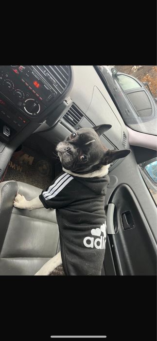 Девочка французкого бульдога ищет мальчика доя вязки