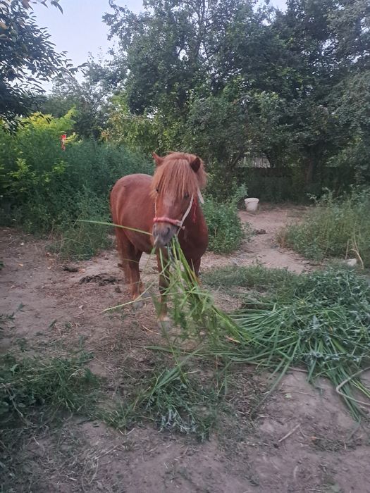 Vând ponei!Preț 2500 lei negociabil.