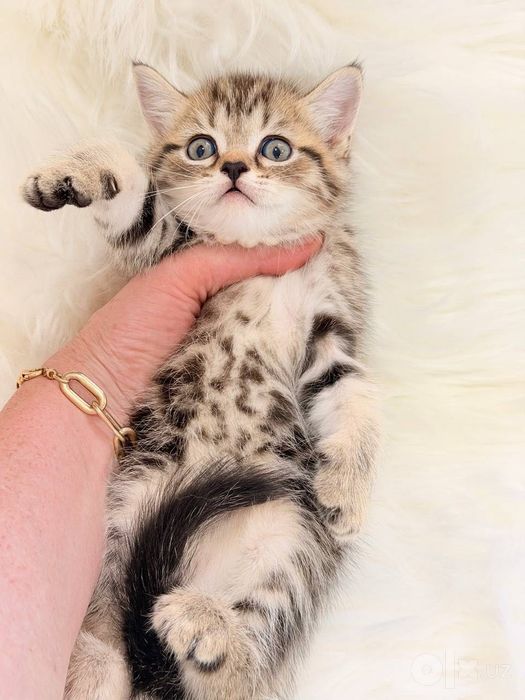 Продам котят золотая шиншилла