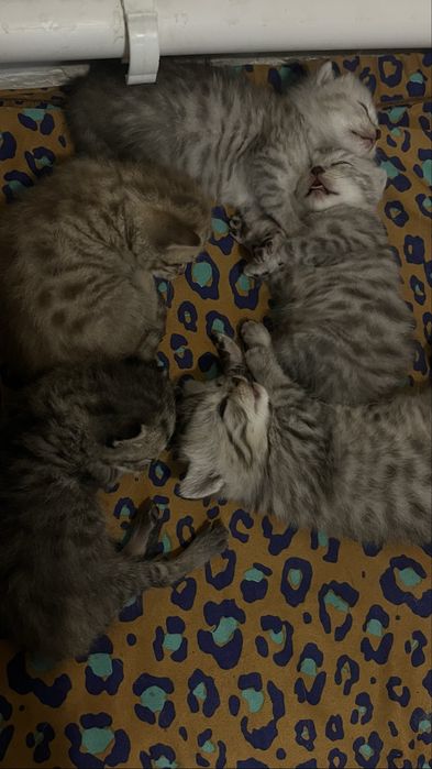 Британцы котята бронь