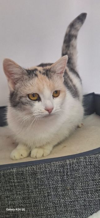 Кошка в добрые руки