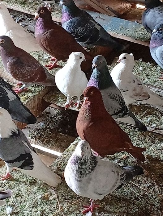 Porumbei voiajori de vânzare sau schimb pe fazani