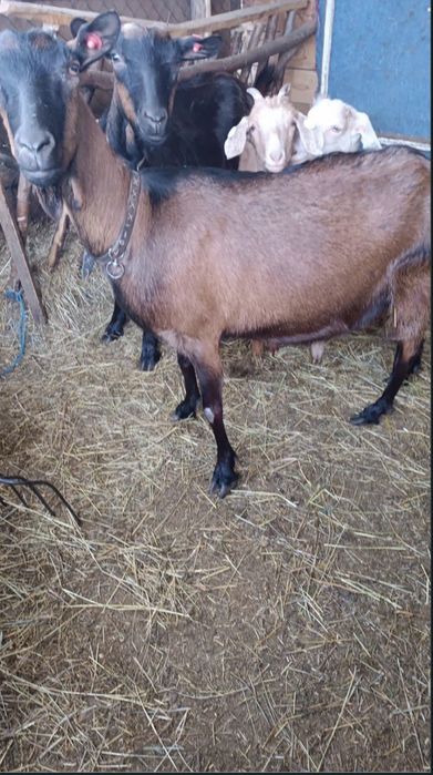 Vând capre/țap negociabil