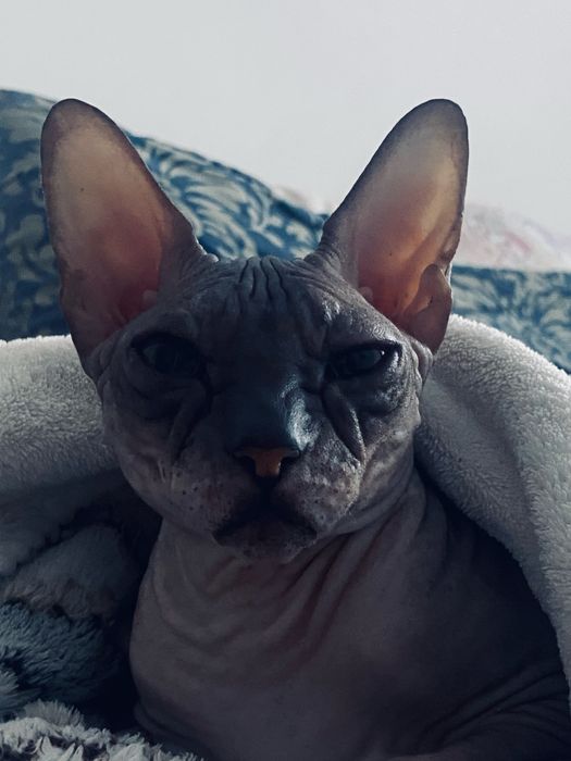 Ищем кота на вязку