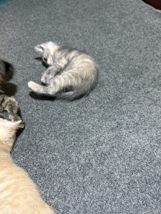 Mushuklar berib yuborildi qolmadi