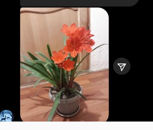 комнатные цветы амаррилис