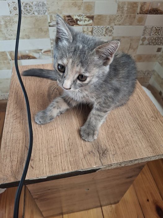 Котенок домашние