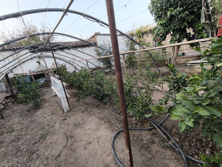 Xosil Beradigan Limon Daraxt