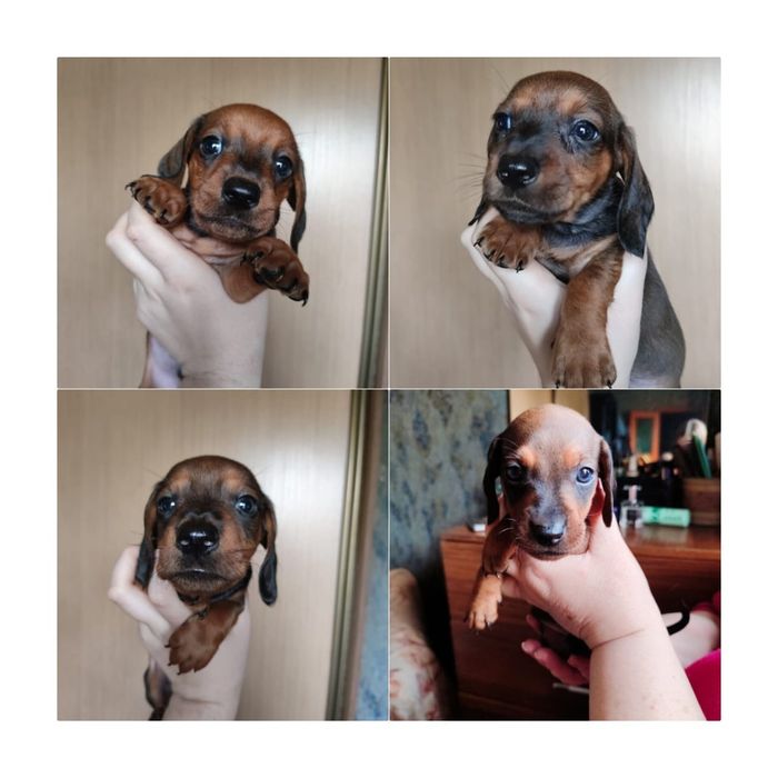 Продам щенят мини таксы