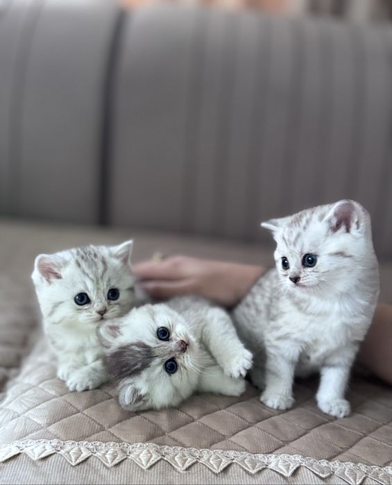 Скотиш страйт серебристая шиншилла