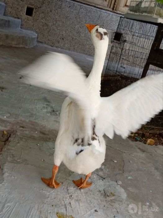 ГУСЬ   домашний   добрый