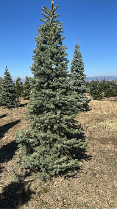 Brazi Argint si verzi la comanda