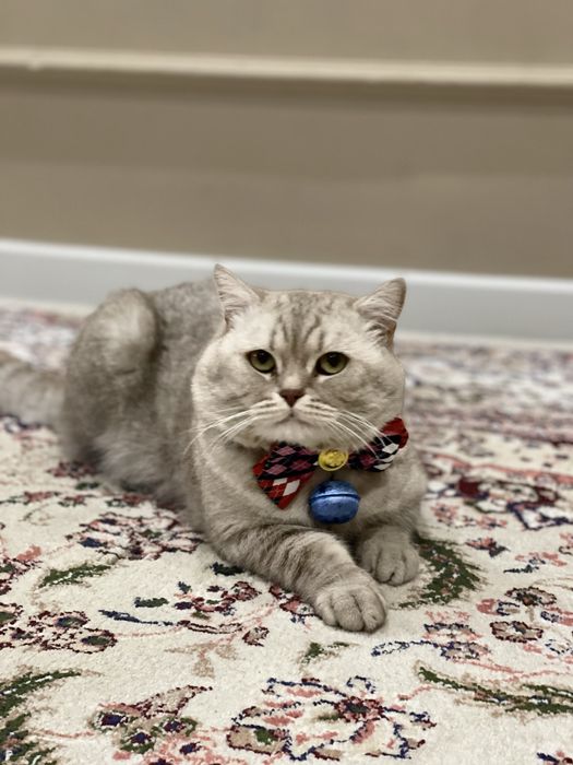 Вязка кошек. Nasl olishga mushuk. O’gil bola.Shinshila 3yosh.