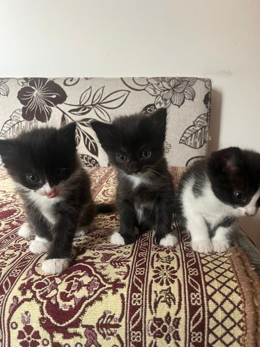 Отдам котят в добрые руки