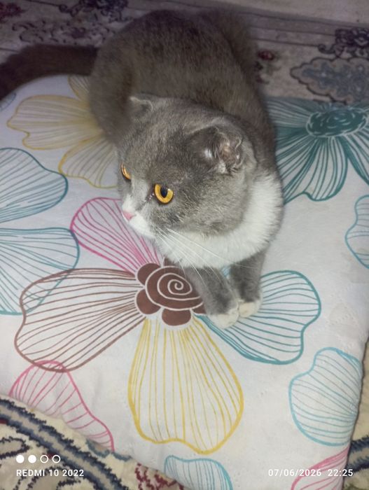 Zotdor: orginal (Scottish Fold)