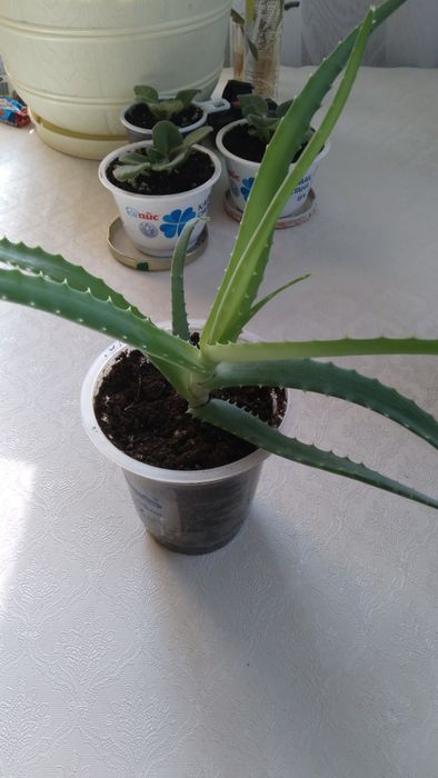 Комнатные   цветы