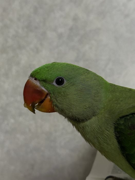 Aleksandriskiy Александр 4,5 ой