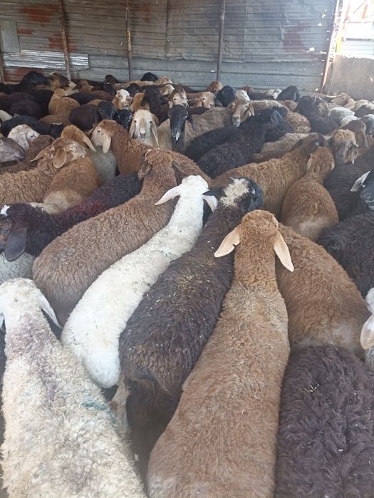 Кой токты бараны