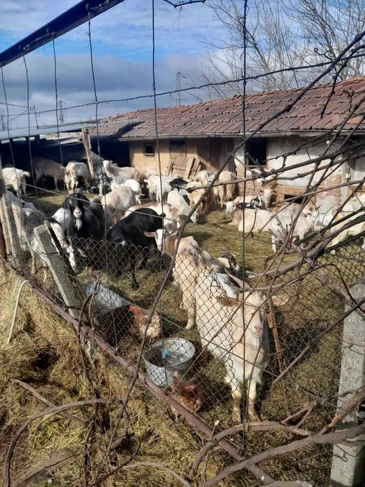Продавам кози – здрави и гледани