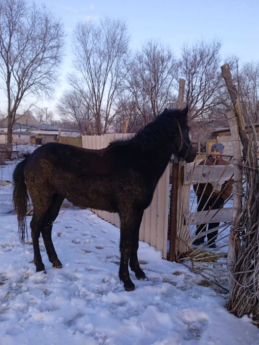 Кунан сатамын 600мын