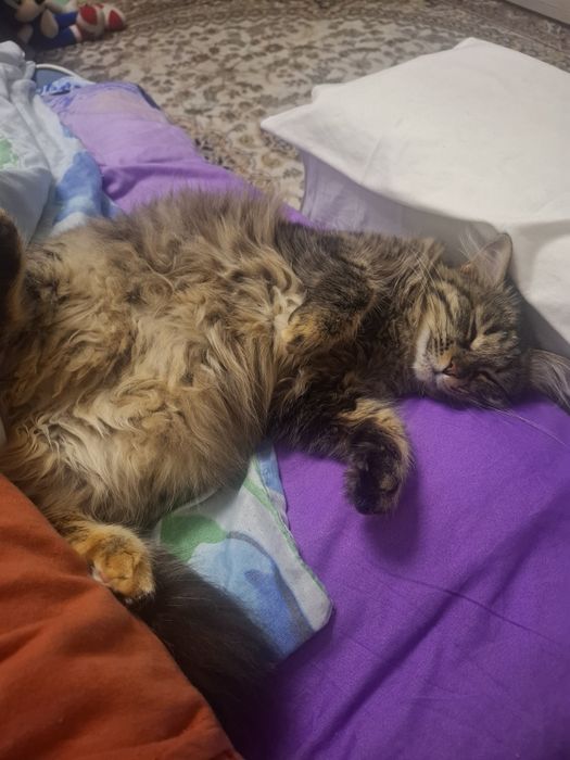 Отдам  бесплатно кошку