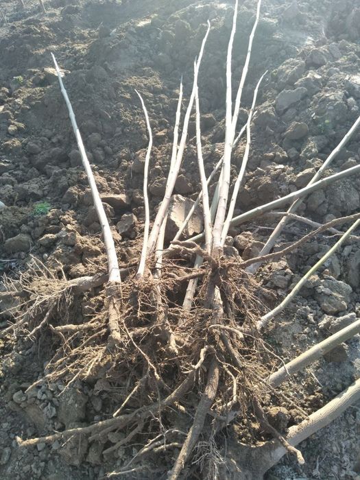 Pavloniya koʻchatlari sotladi