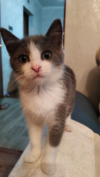 Котенок в добрые руки