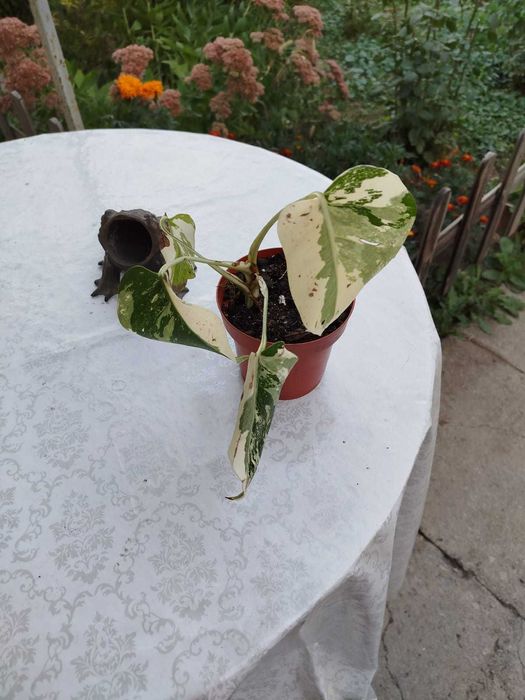 Цветы,монстера Альба,монстера деликатесная