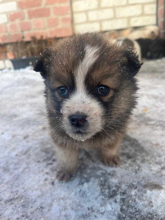 Отдам щенков 2 месяца