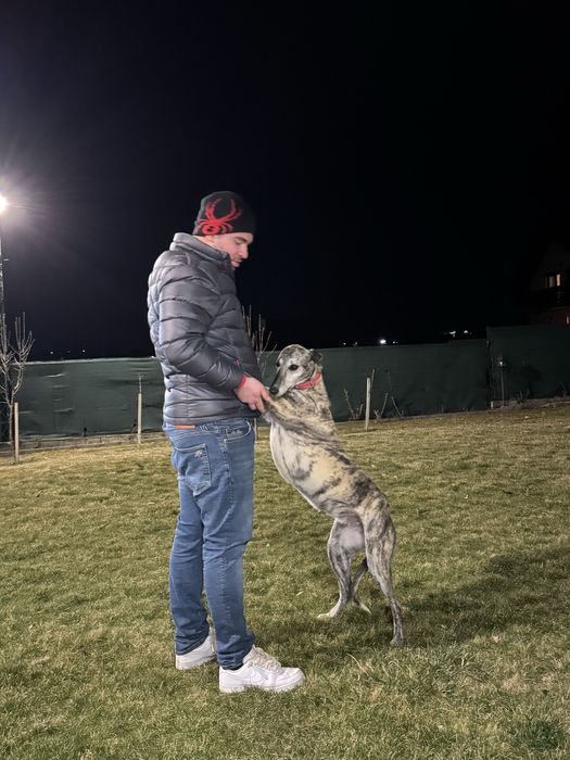 Vand ogar de vanatoare