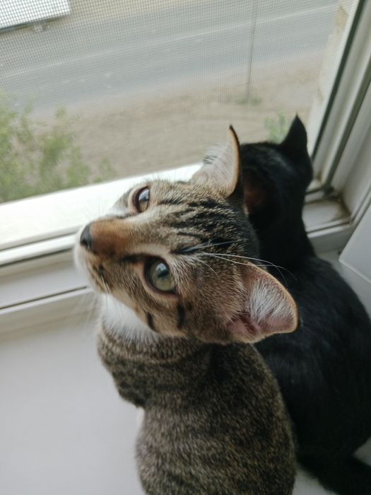 Вислоухая кошечка