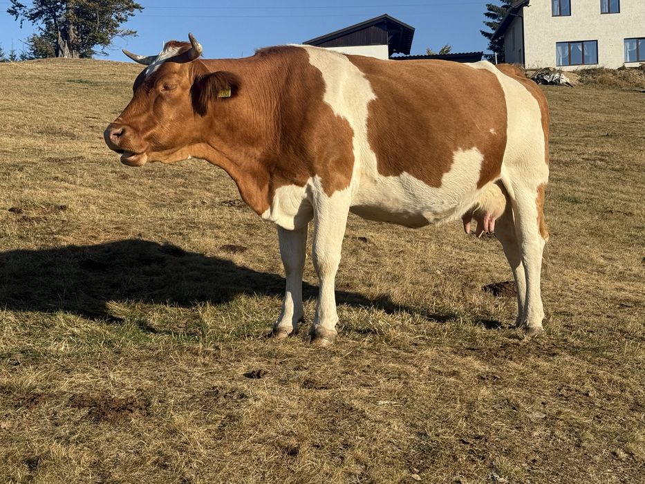 Vaca tanara gestanta