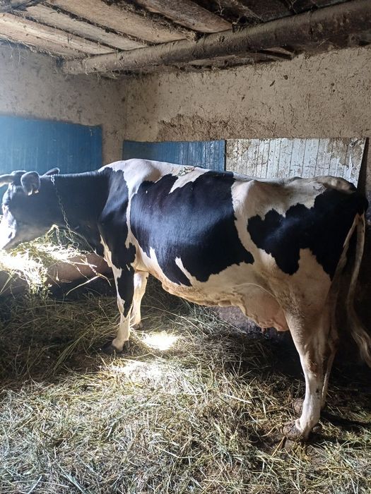 Vând vacă cu 2 viței si juncă gestantă ,5 luni prețul e negociabil