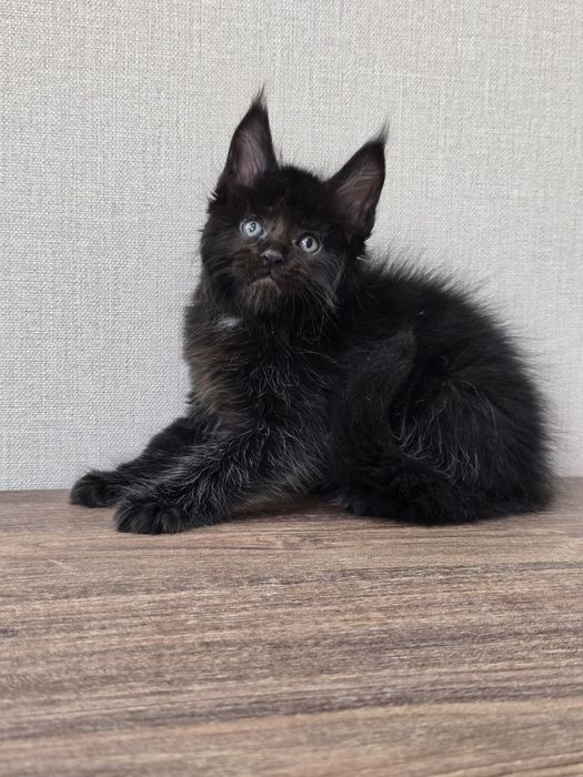 Продаю Мейн Кун девочка