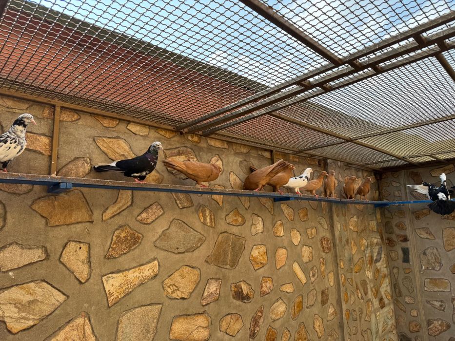 Гълаби неврени и лимонки