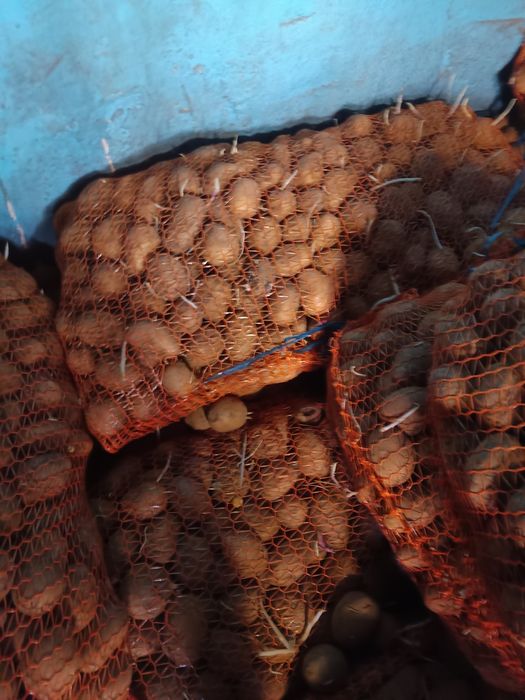 Cartofi de sămânță