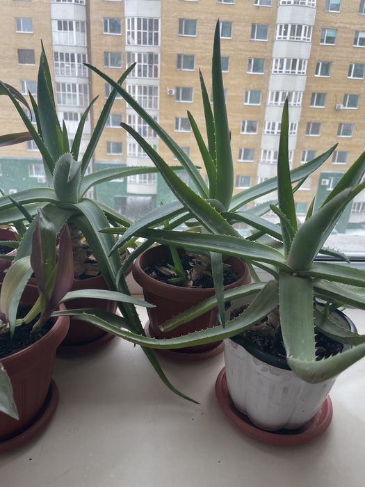 Алоэ Вера лечебный.