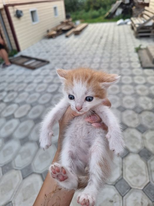Отдам котят в добрые руки