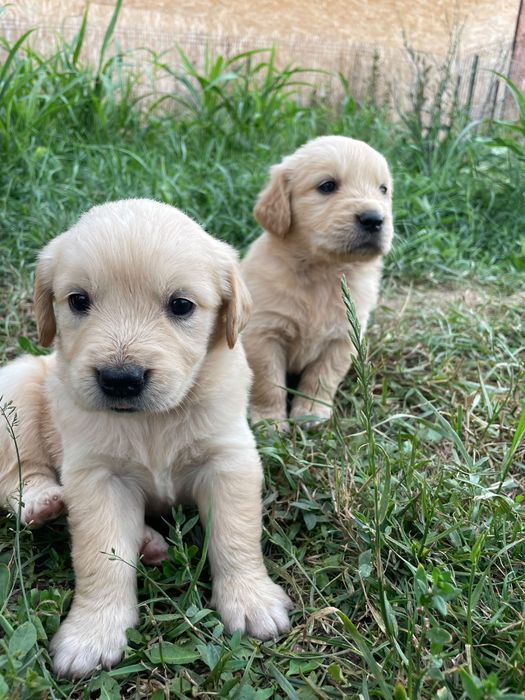 Vând puiuți rasa Golden Retriever