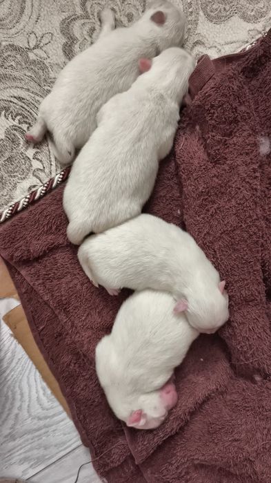 Красивые белые щенки шпица