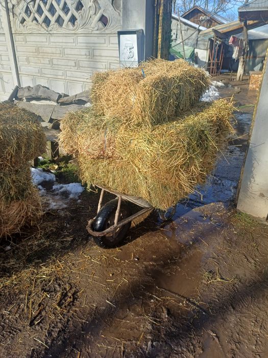 Vând baloți de lucernă coasa 2 și 3