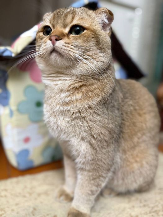 Zalatoya Shinshella 10oylik oʻgʻil