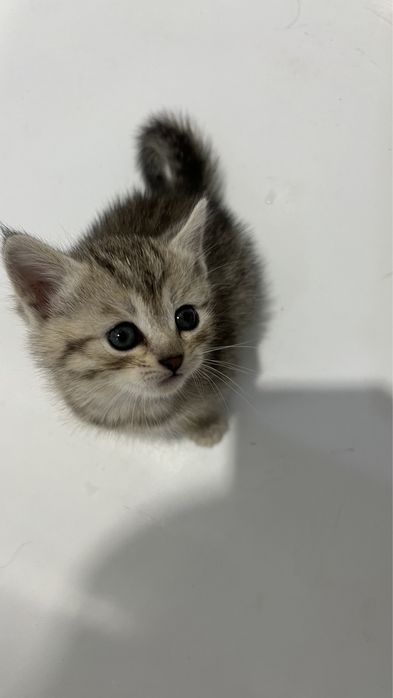 Продам котят в добрые руки