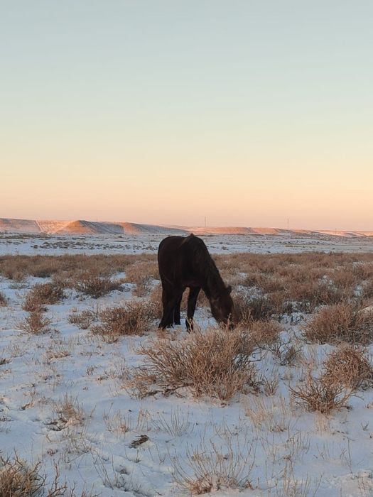 Дөнен айғыр сатылады