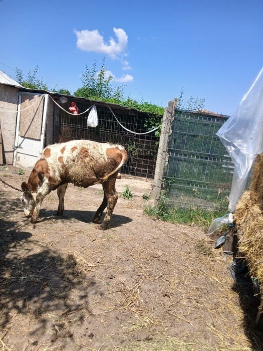 De vânzare vitea